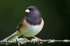 Male dark-eyed junco perched on branch, Snohomish, Washington, USA