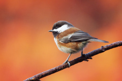 Chestnut-backed chickadee perched on branch, autumn colors in background, Snohomish, Washington, USA