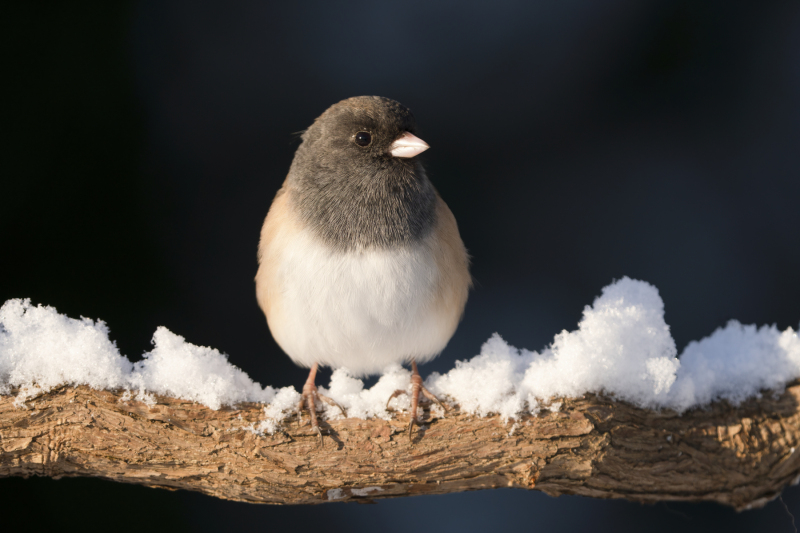 Female dark-eyed junco perched on snowy branch, Snohomish, Washington, USA