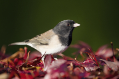 Adult male dark-eyed junco (Junco hyemalis Oregon) standing in red autumn leaves, Washington State, USA