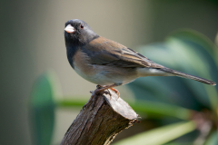 AEJ6-dark-eyed-junco