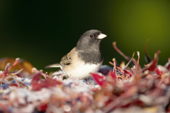 Adult male dark-eyed junco (Junco hyemalis Oregon) standing in frosty red autumn leaves, Washington State, USA