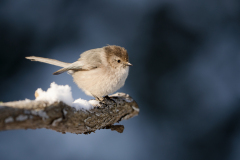 Male bushtit perched on snowy branch, Snohomish, Washington, USA