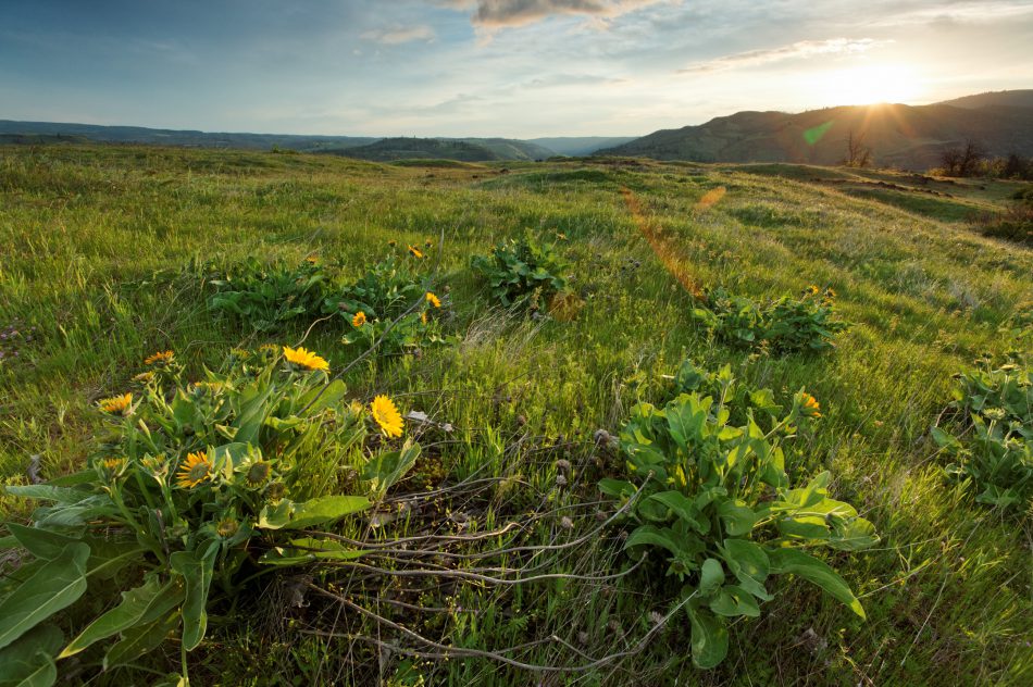 Sun rises over wildflowers on the Rowena Plateau, Tom McCall Wildflower Preserve, Rowena, Oregon, USA