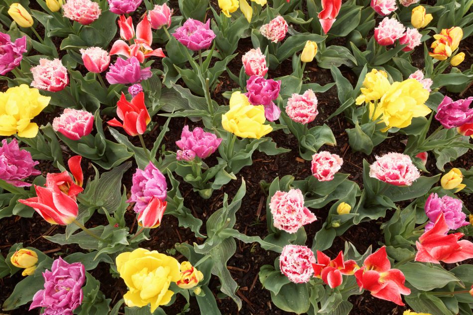 Variety of tulips, Roozengaarde gardens, Mount Vernon, Skagit Valley, Washington, USA