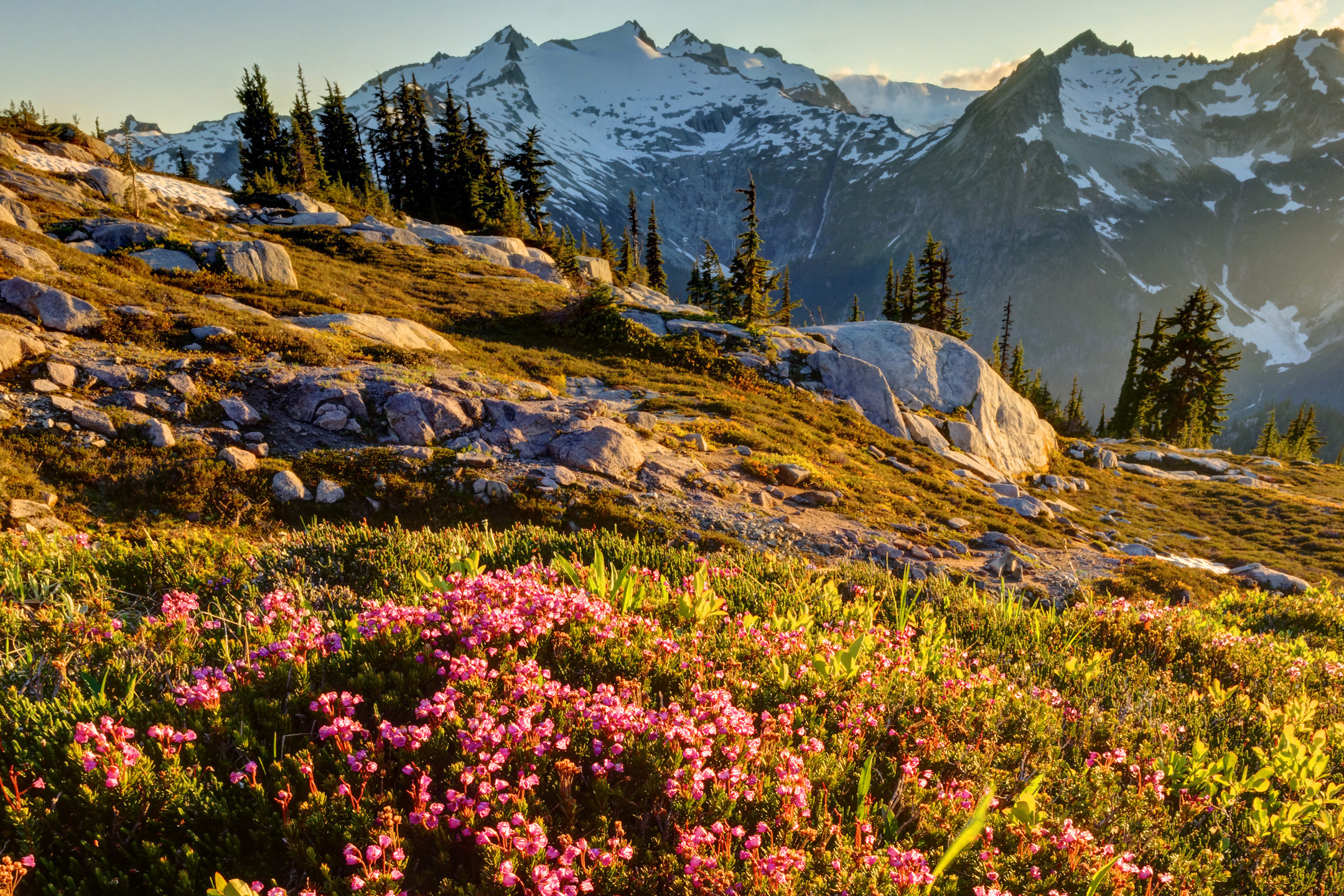 Mountain Heather, Alpine Lakes Wilderness, Washington Cascades - Brad ...