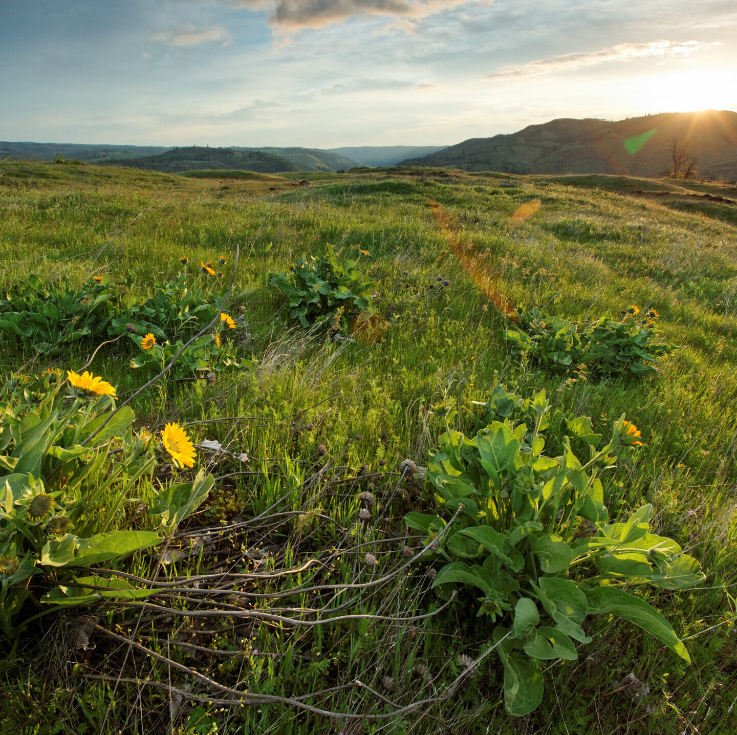 Sun rises over wildflowers on the Rowena Plateau, Tom McCall Wildflower Preserve, Rowena, Oregon, USA